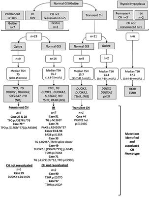 Genetics of Gland-in-situ or Hypoplastic Congenital Hypothyroidism in Macedonia